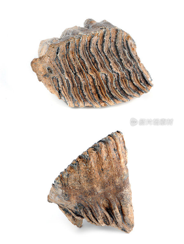 化石猛犸象牙齿孤立白色背景- Mammut Backenzahn